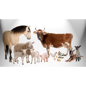 КАНТЕРС АСИД СА/Р 10л/кан