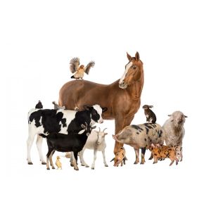 Вимелексин 50% 1кг (цефалексин 50)