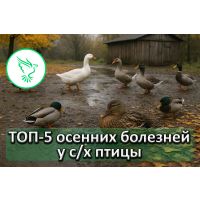 ТОП-5 осенних болезней у сельскохозяйственной птицы: как распознать и защитить стадо