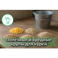 Гречка, кукуруза, ячмень — что полезно курам, а что им противопоказано