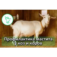 Как защитить коз и коров от мастита осенью: профилактика, уход, средства