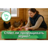 Есть ли смысл проращивать зерно для сельхозптицы?