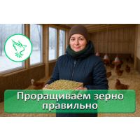 Проращивание зерна для сельхозптицы: как правильно и зачем это делать