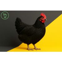 Серия статей о здоровье птицы