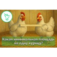 Сколько места нужно курам зимой — и почему теснота опасна
